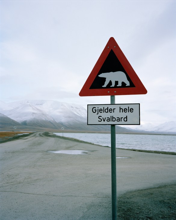Polar bear in snowy Arctic landscape of Svalbard archipelago