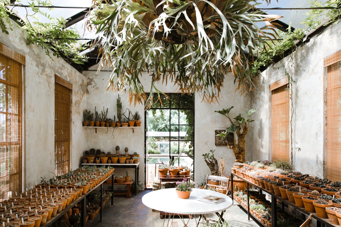 Greenhouse interior filled with rows of potted succulents and cacti on wooden shelving with hanging plants from ceiling