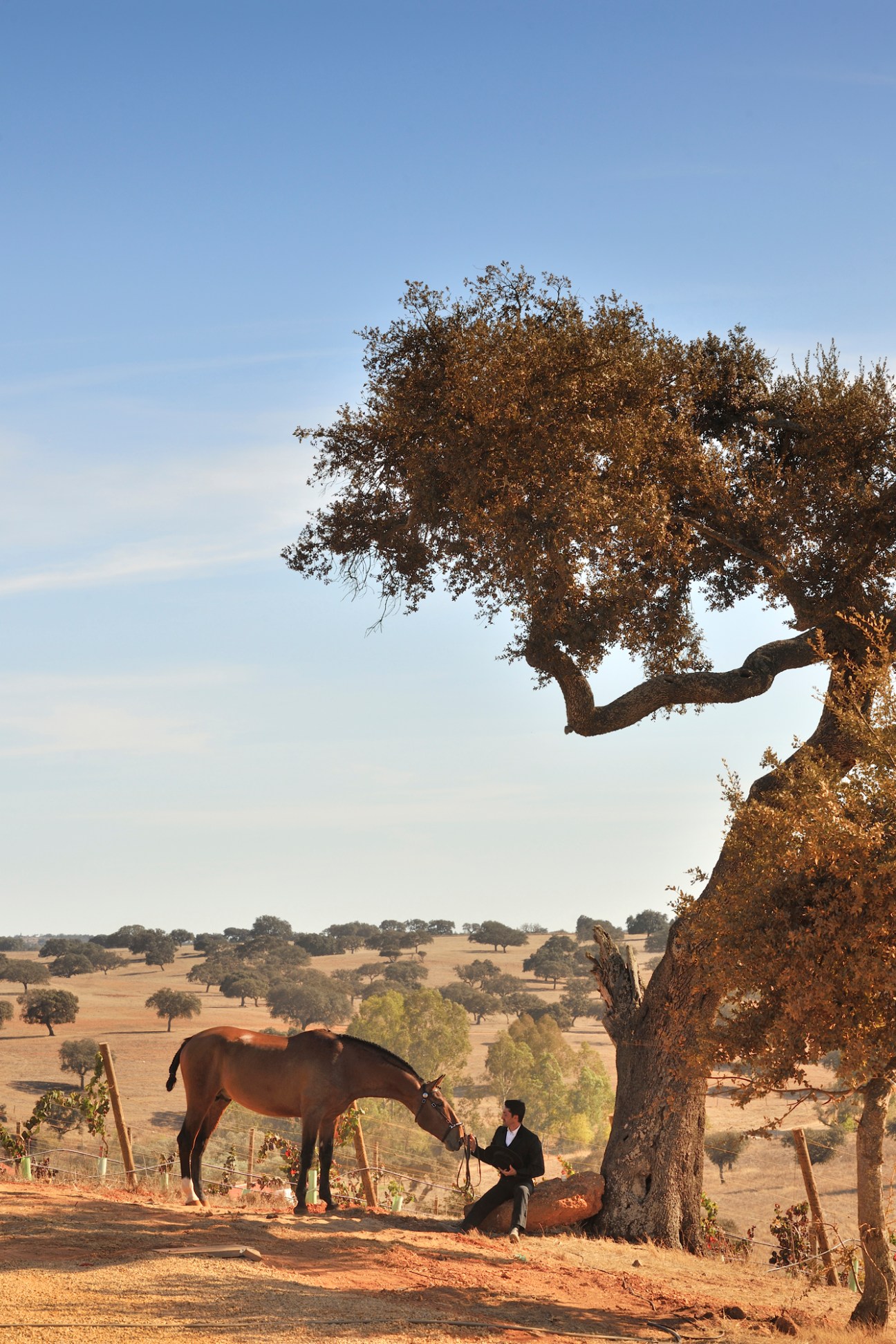Person in dark clothing sitting under a large tree with a horse grazing nearby in the golden Alentejo countryside