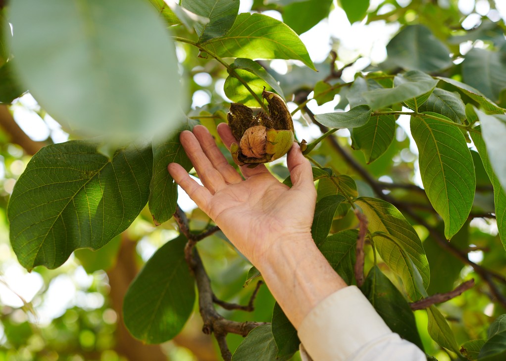 Hand reaching up to harvest ripe walnuts from tree branches with green leaves