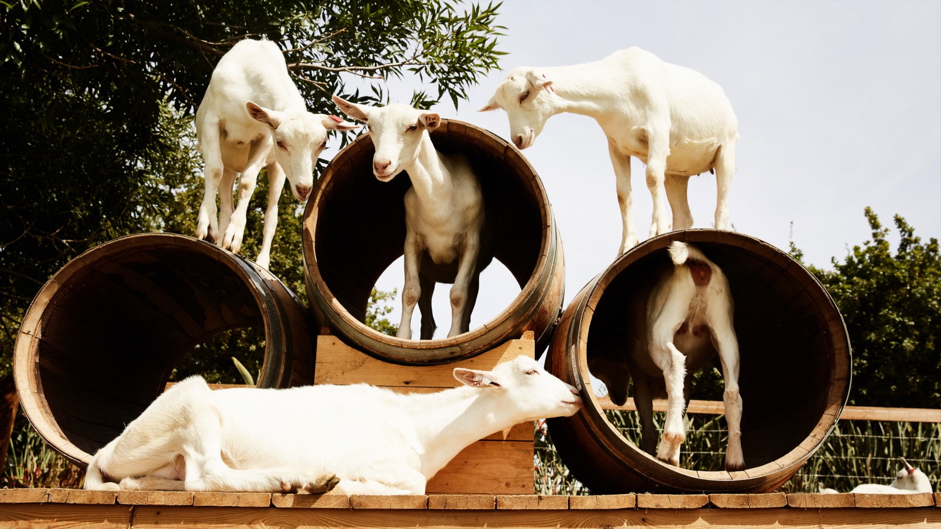 Goats