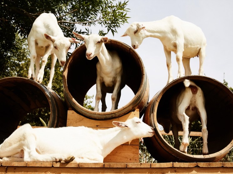 Goats