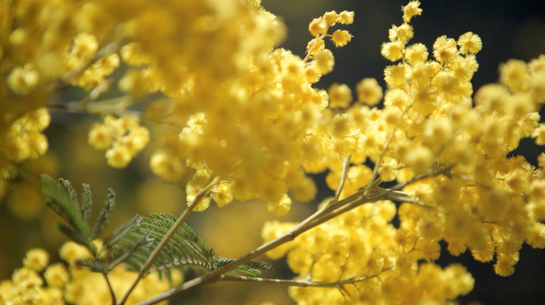 yellow plant