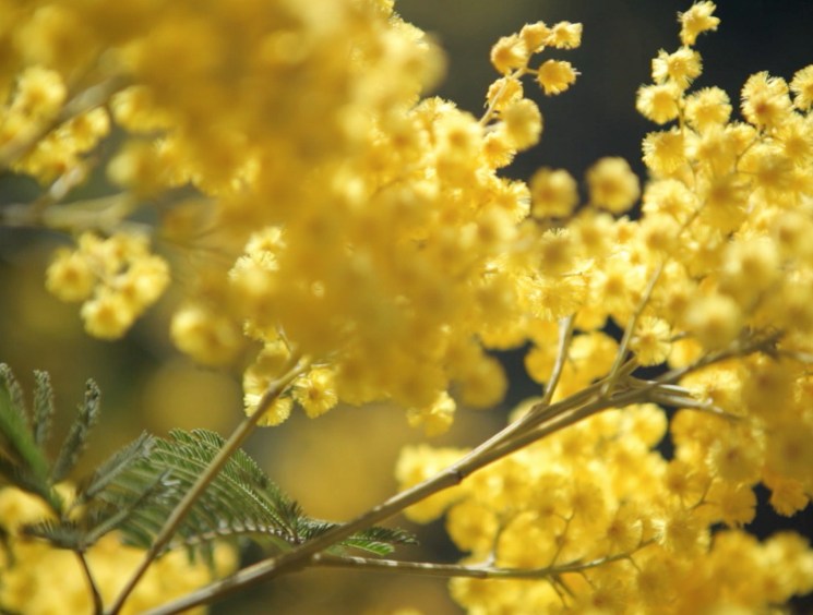 yellow plant