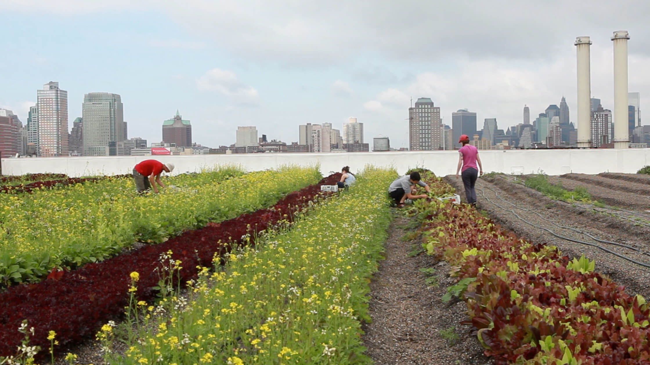 City Farming