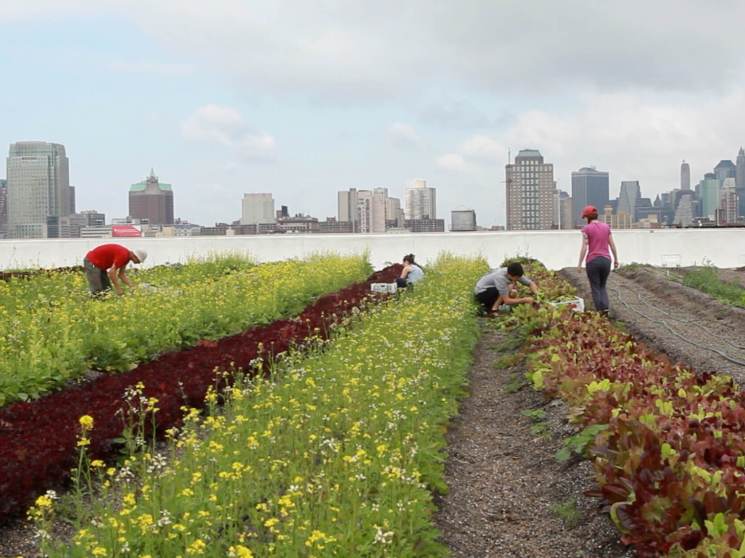 City Farming