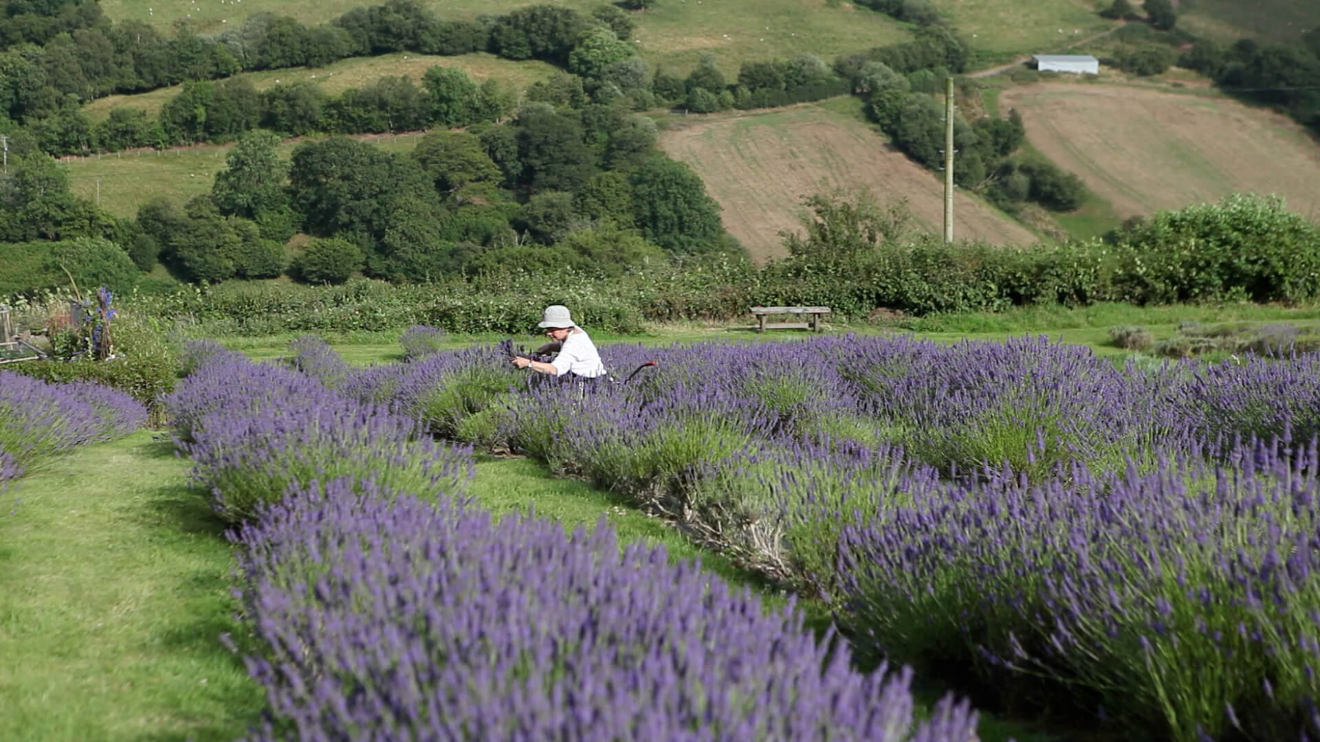 Lavender picker