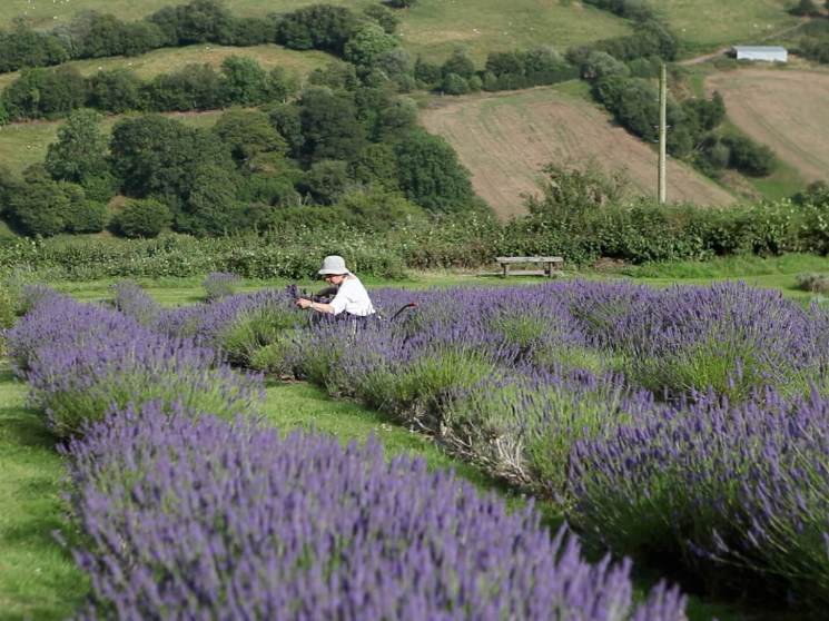 Lavender picker