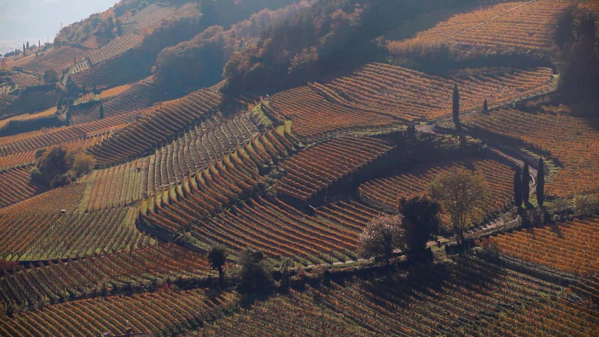 A vineyard in South Tyrol.