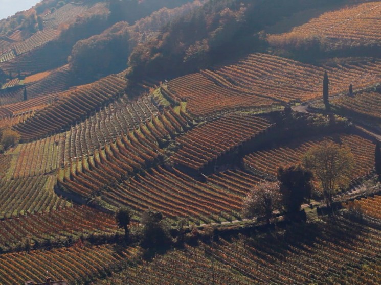 A vineyard in South Tyrol.