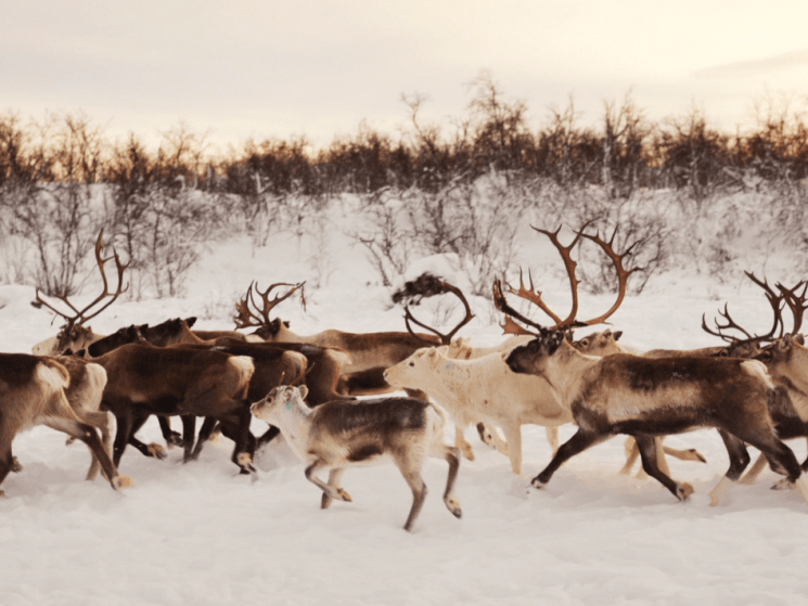 deer in the snow