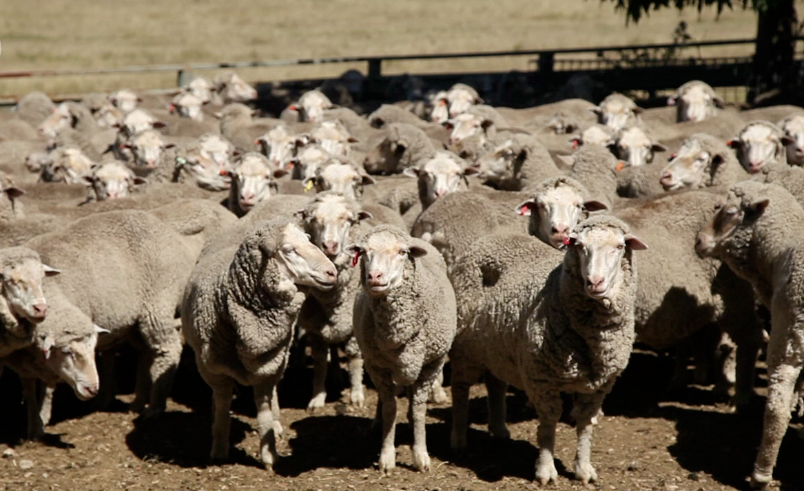 sheep