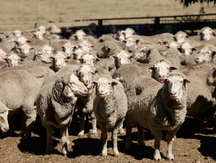 sheep