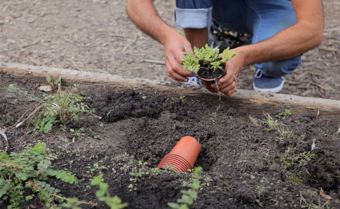 man planting herbs