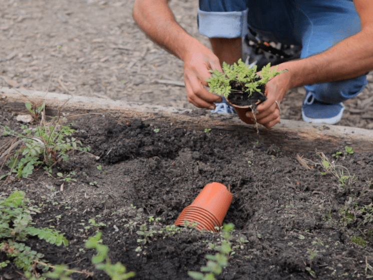 man planting herbs