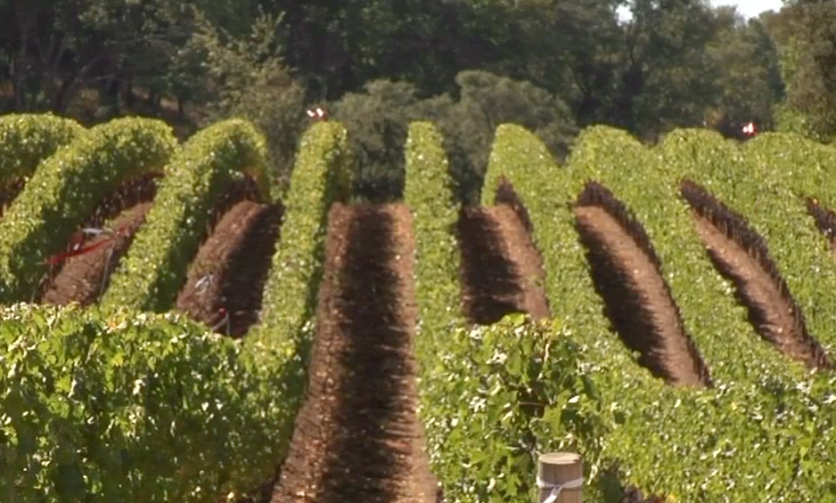wineyards