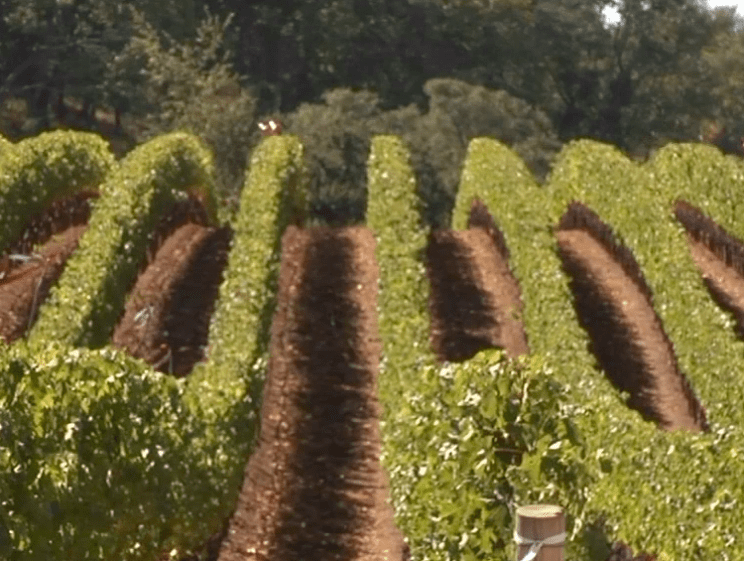 wineyards