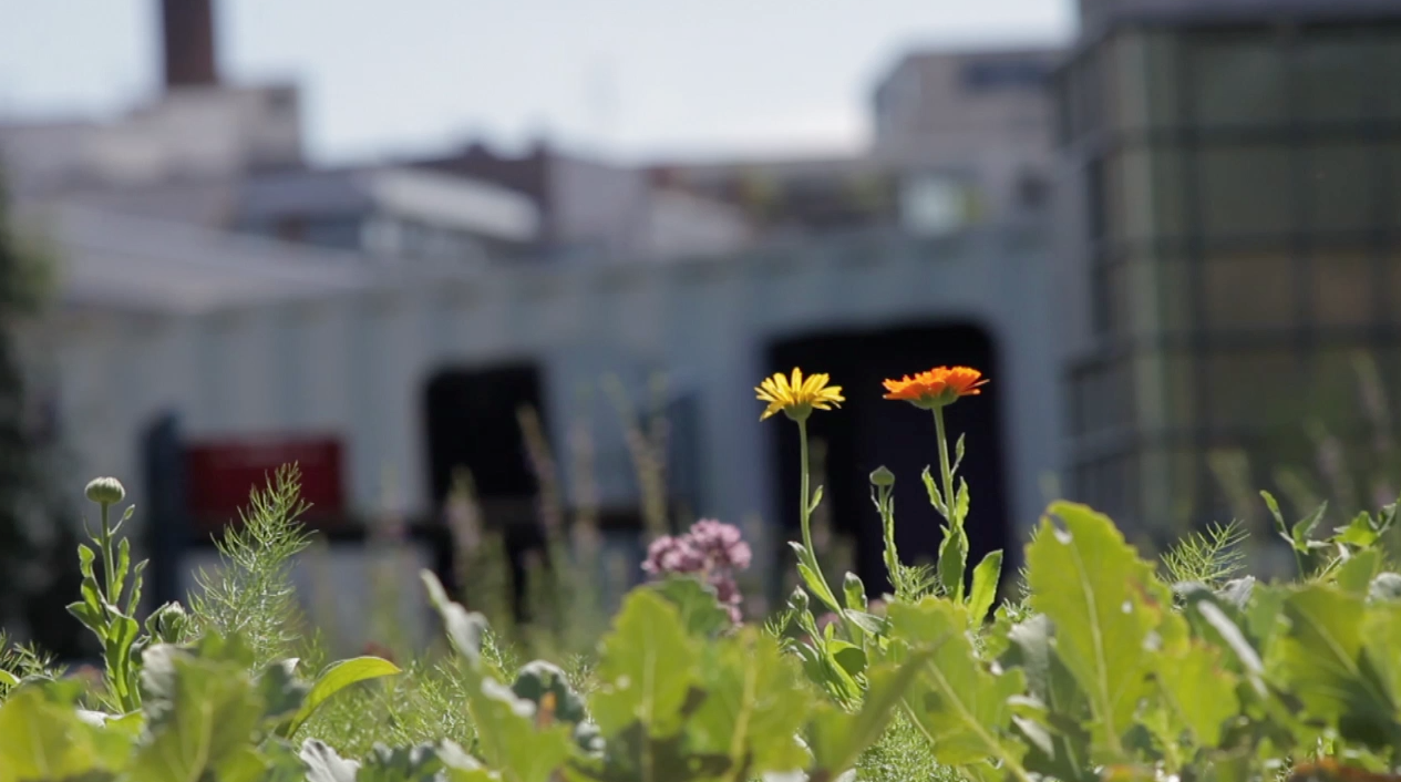 urban farm