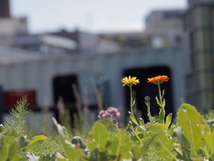 urban farm