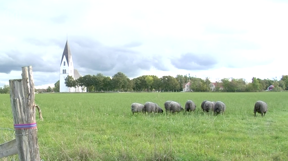 sheep in Gotland