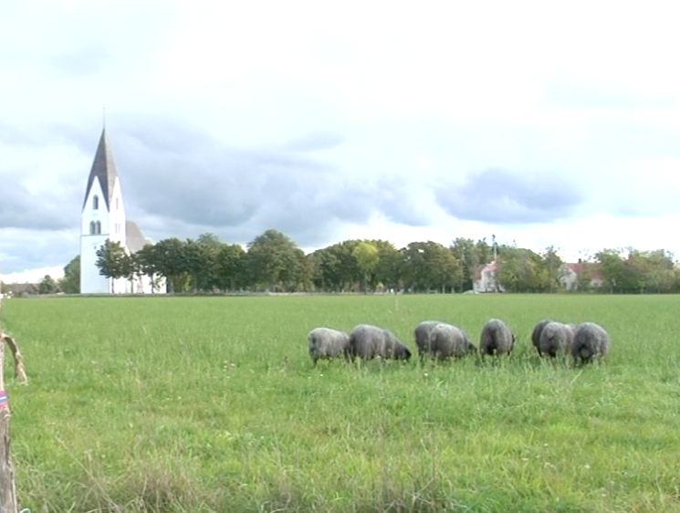 sheep in Gotland