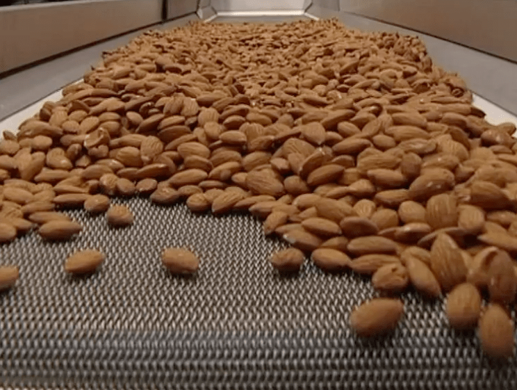 almonds on production line