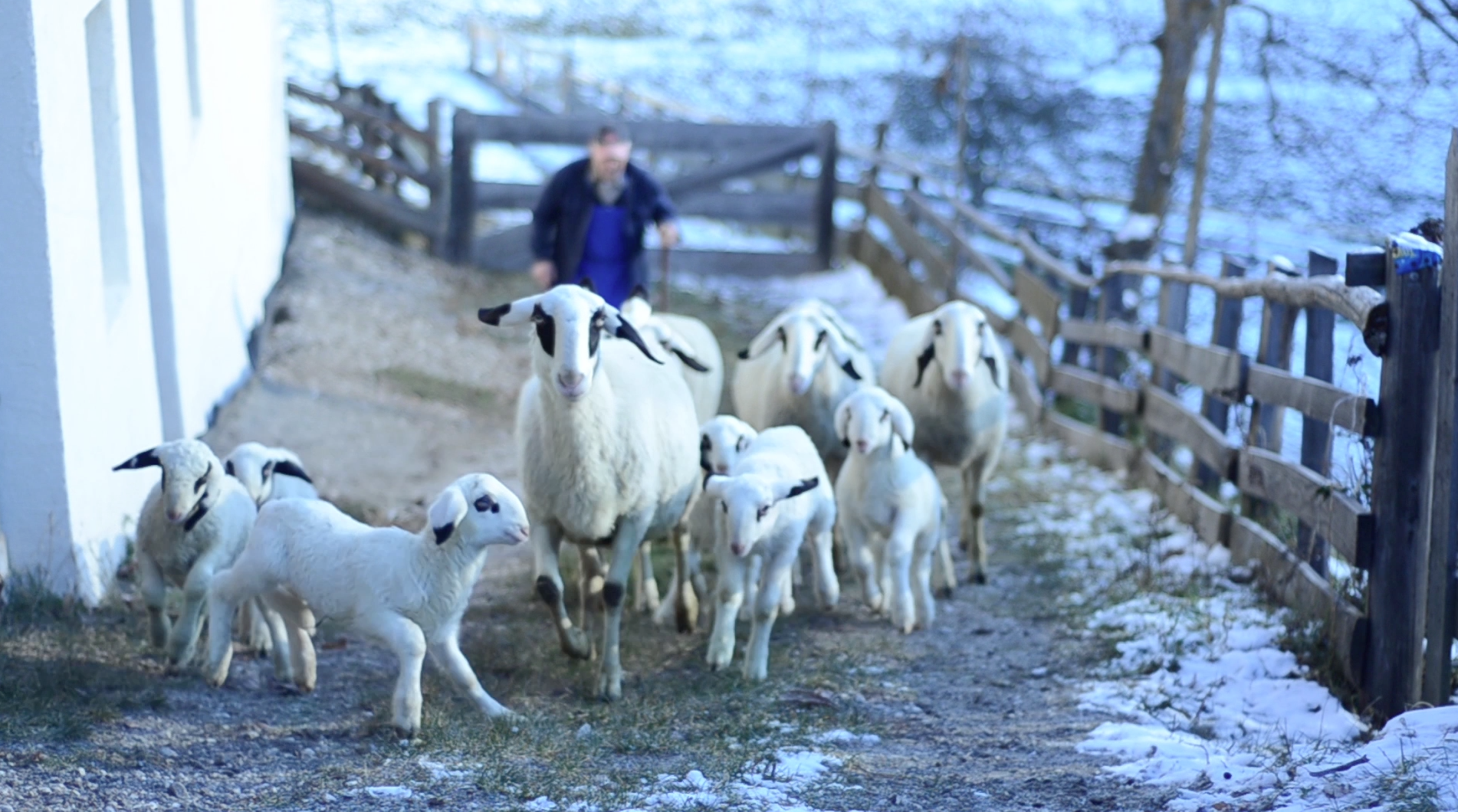 sheep