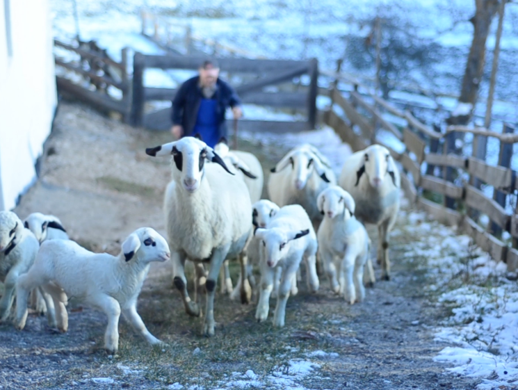 sheep