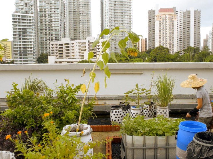 A roof-top farm in a city.