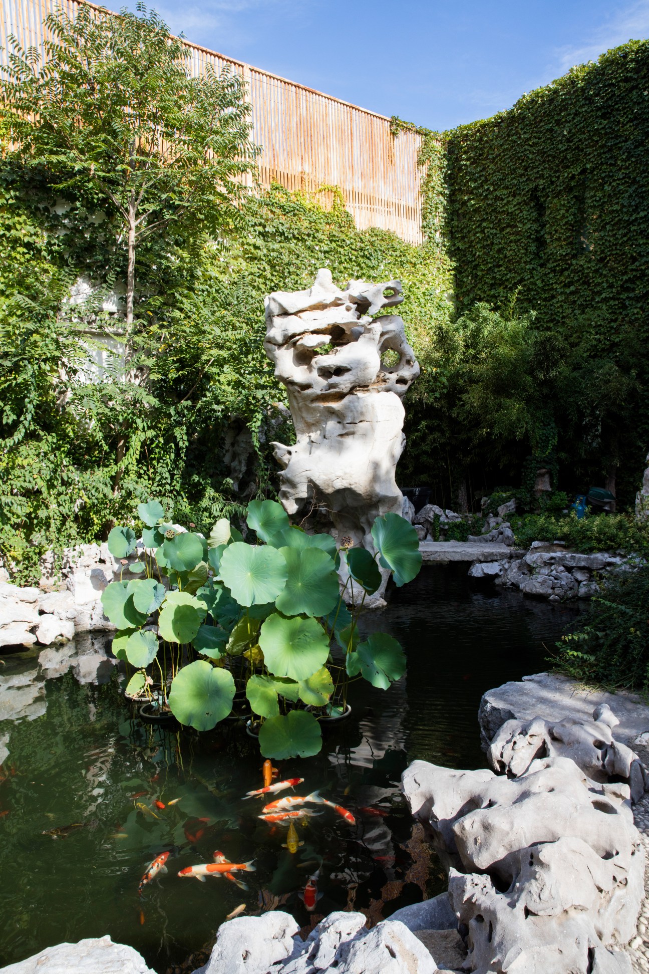 Koi carp swim in a courtyard pond surrounded by lily pads beneath a white stone statue and lush greenery.