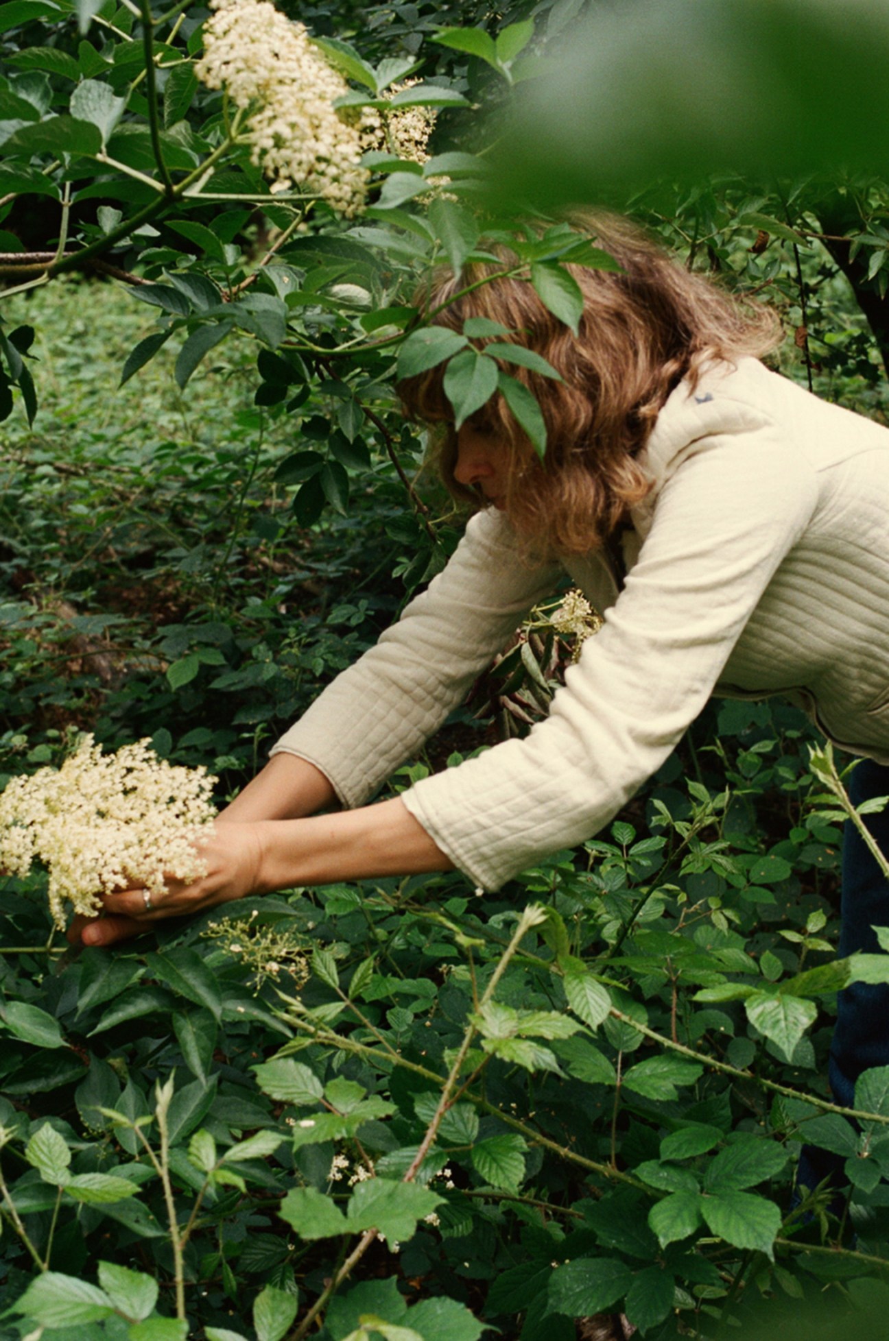 Lisa Smallpeice plucks fragrant elderflowers from plants in a Sussex field for Amly skincare.