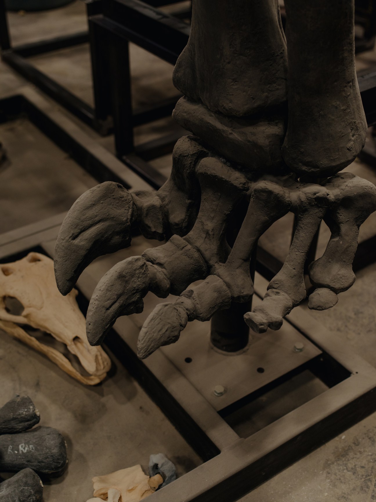 Large fossilized dinosaur foot bones with long clawed toes displayed on wooden platform in workshop
