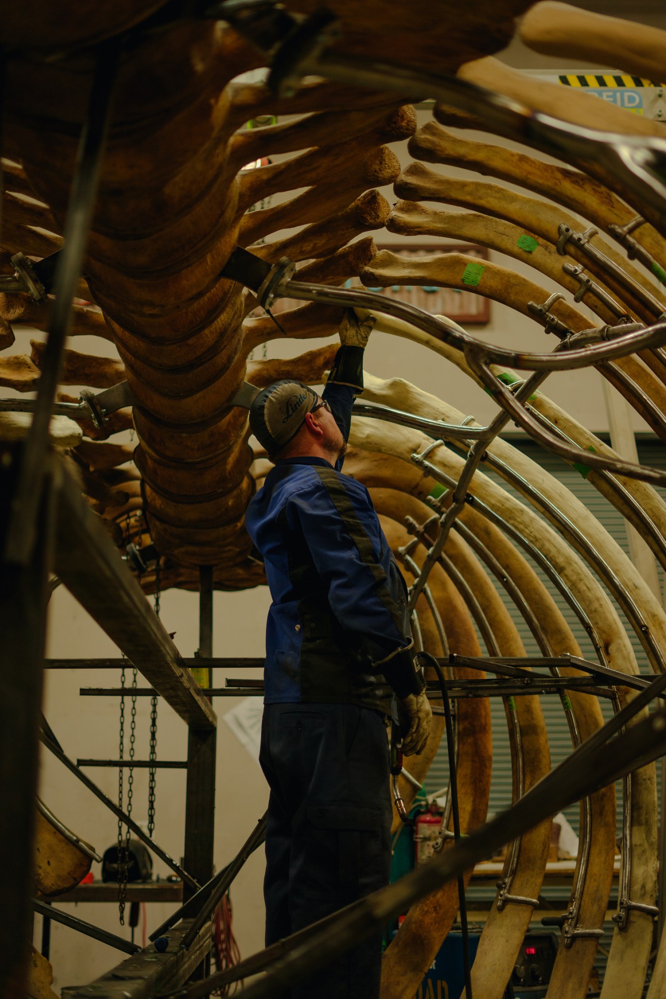 RCI's blacksmith Jamie Bain working inside the curved rib structure of a blue whale skeleton