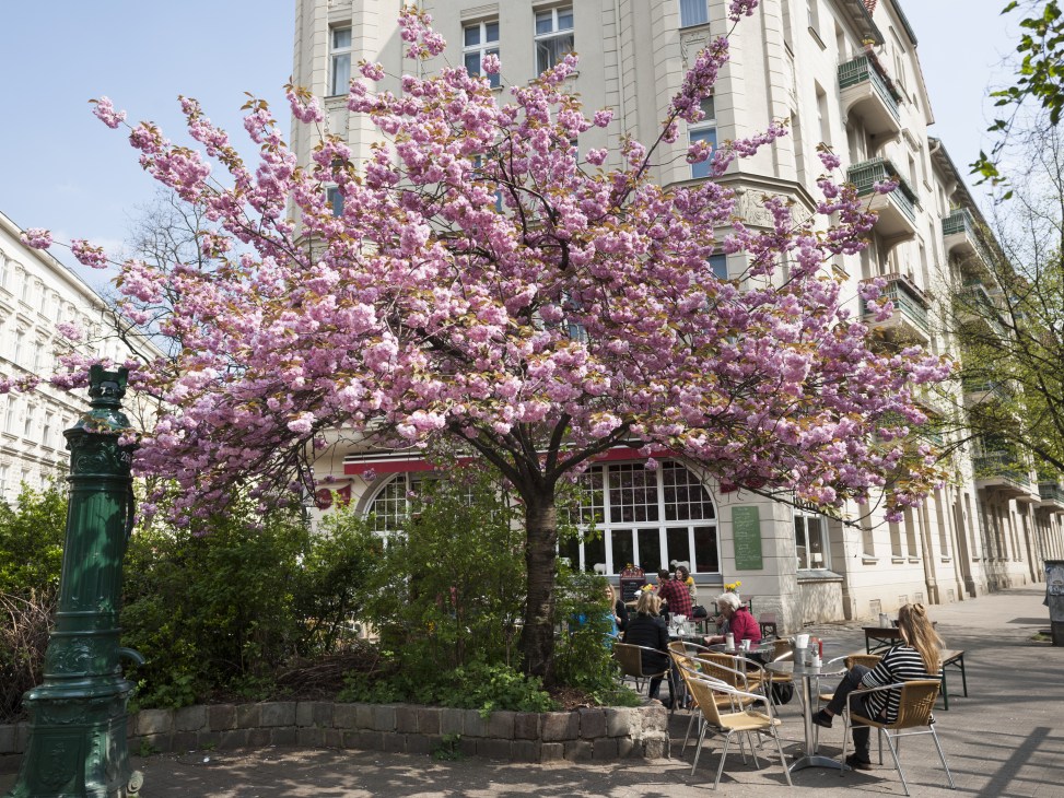 Blooming pink cherry blossom tree on Malplaquetstrasse in Berlin's Wedding district with classical buildings and people seated nearby.