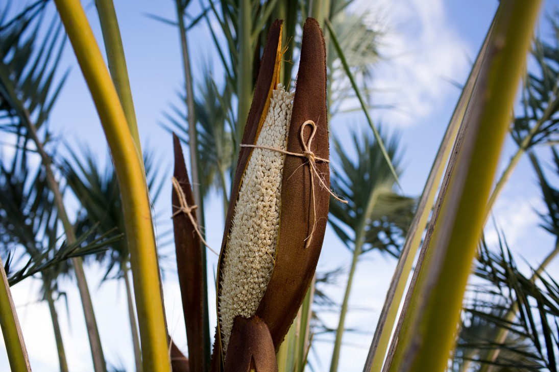 Male date flower in its husk tied with twine among date palm fronds.