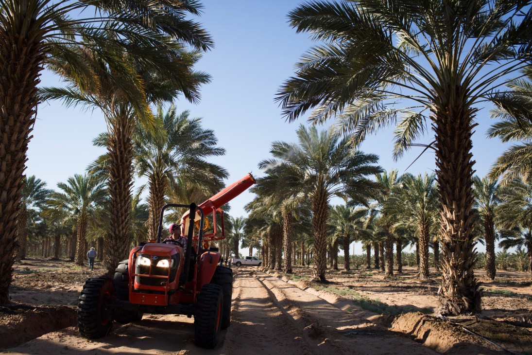 Red tractor with pollination cannon attachment in a date palm grove in Arizona.