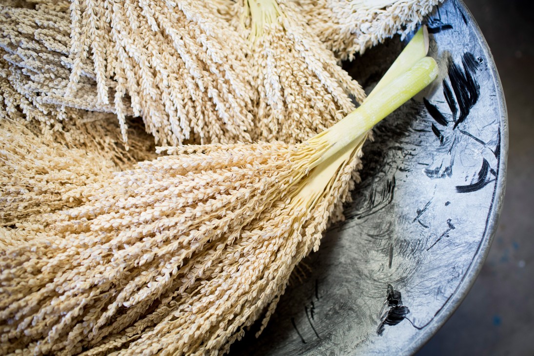 Dried date palm flowers in a bowl for pollination cultivation.