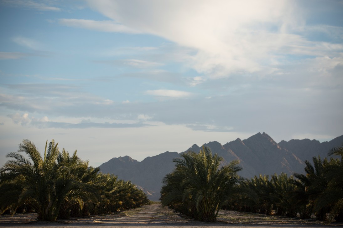 Date palm trees lining an irrigation channel in an Arizona desert landscape with mountains in the distance.