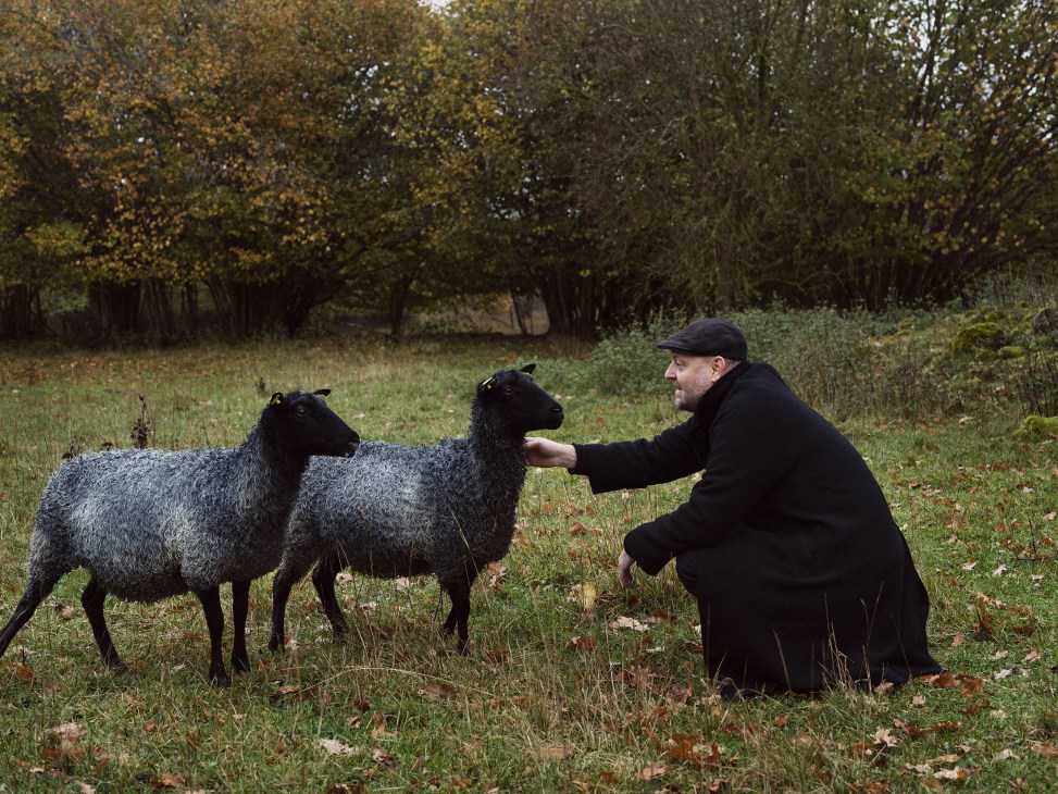Alexander Stutterheim tends to two dark Gotland sheep in a pastoral field on Öland island.