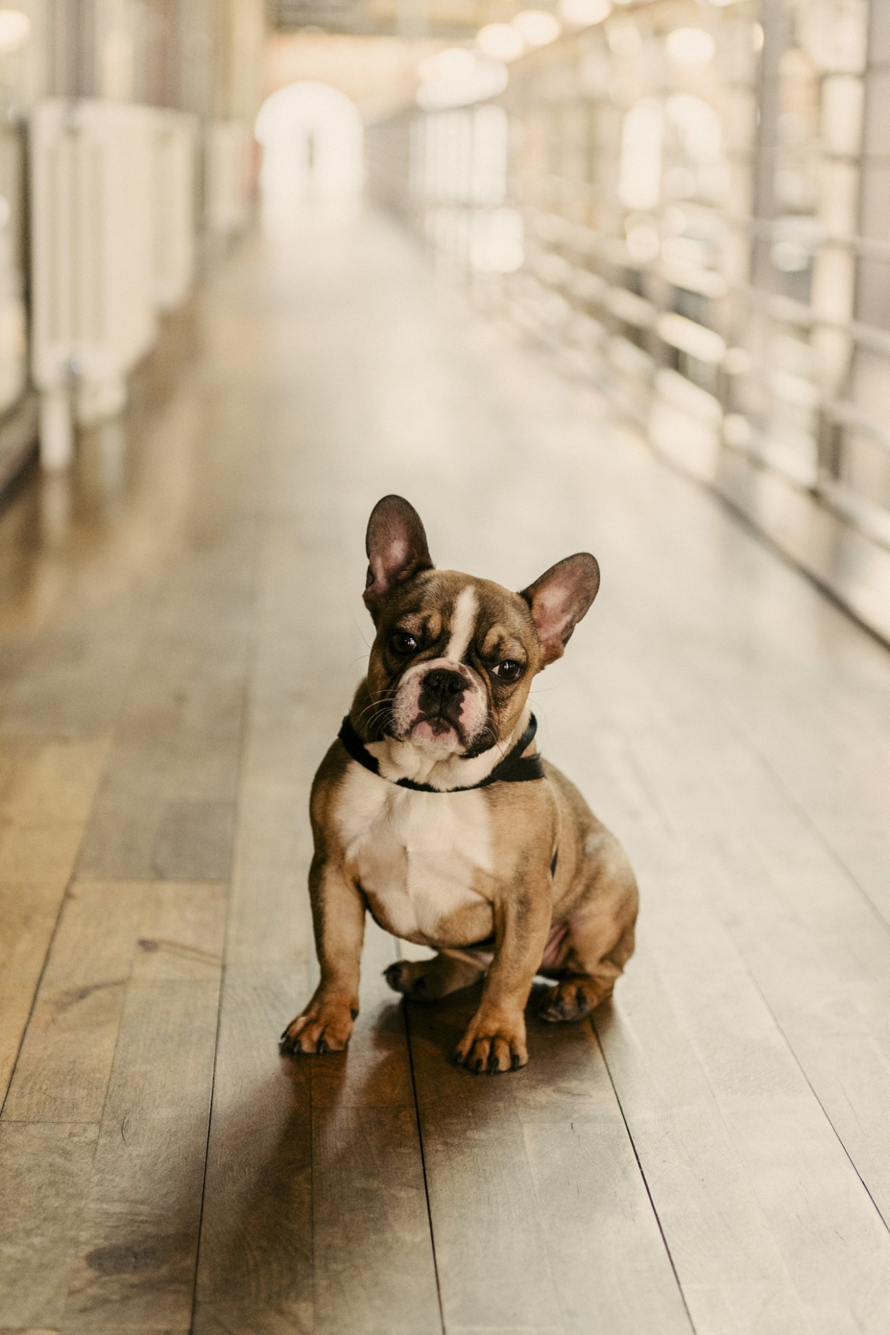 A brindle and white French Bulldog named Mabel stands in a corridor at Manufactum's headquarters.