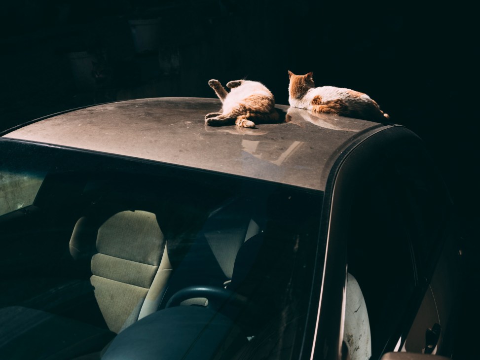 Two cats lounging on the roof of a parked car with an open window visible below.