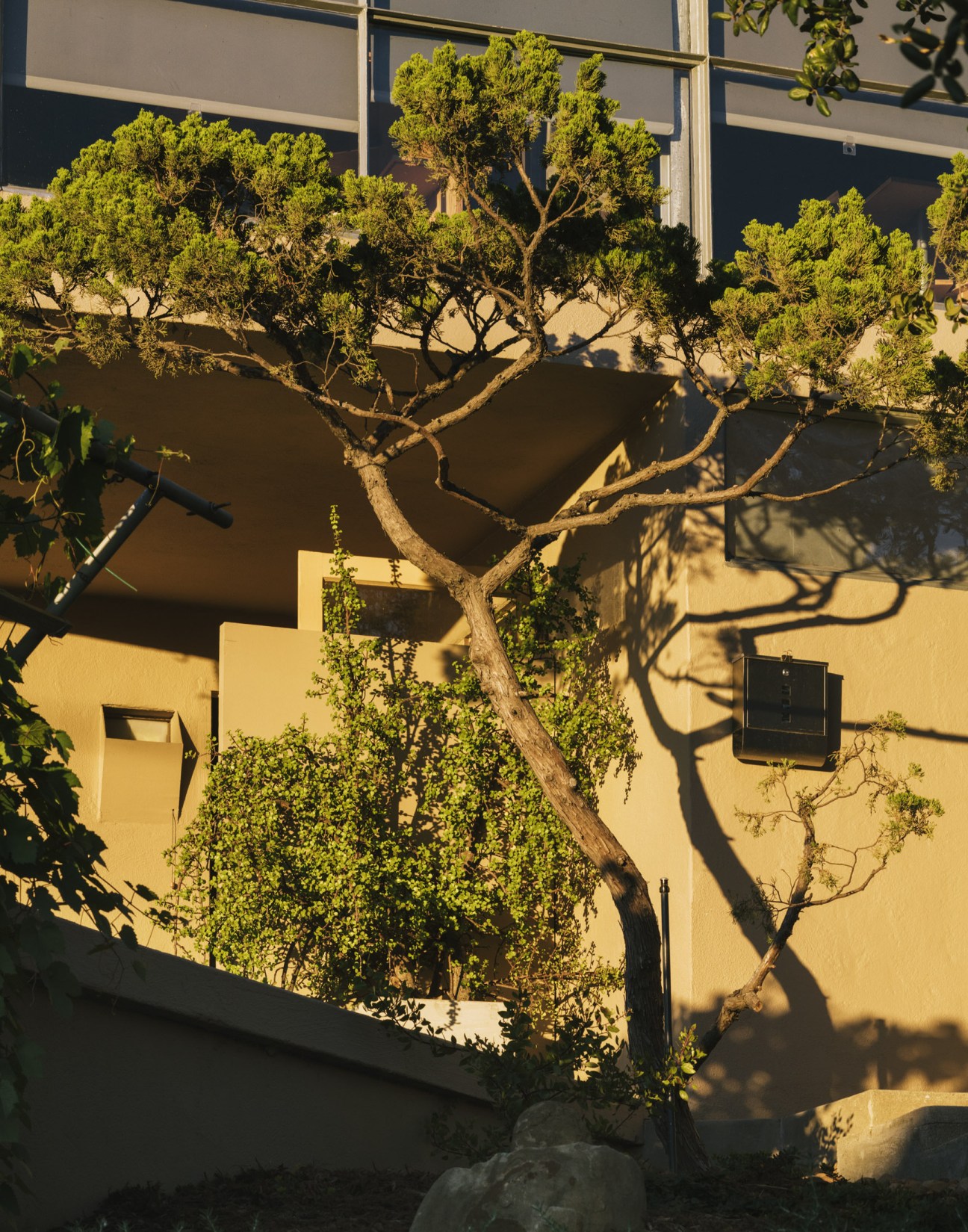 Japanese-style trimmed tree with sculpted branches against a yellow modernist house wall.