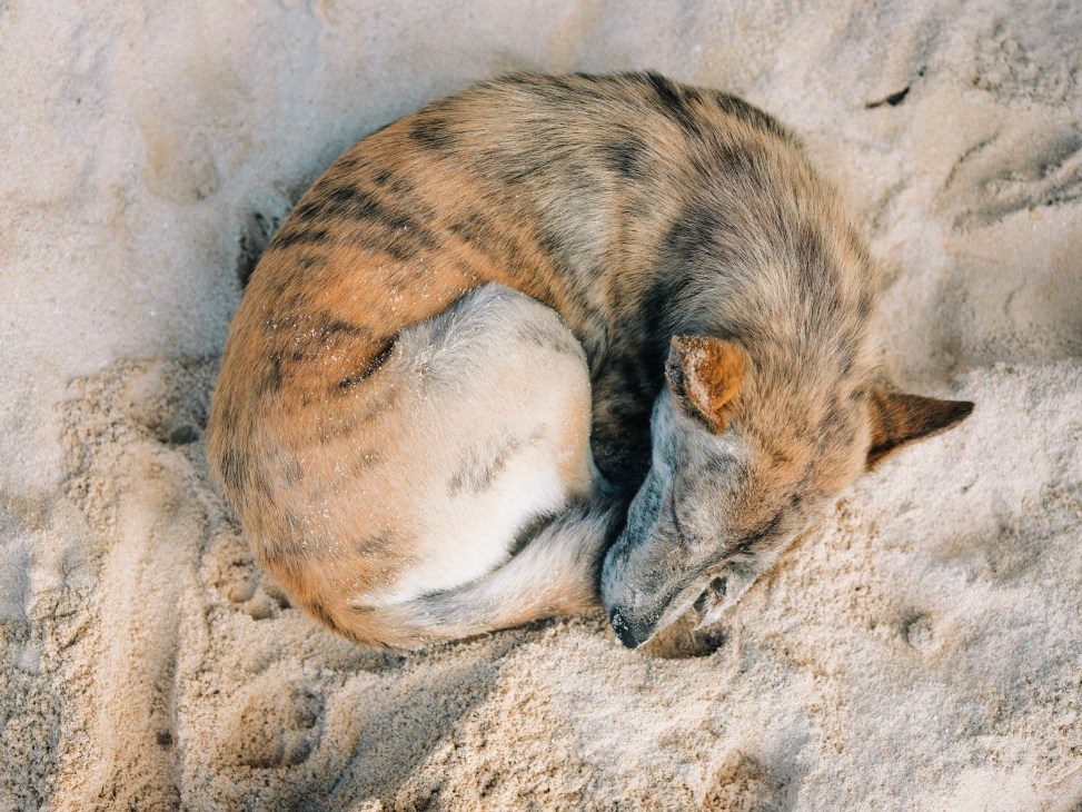 A tabby cat curled up sleeping on sand.