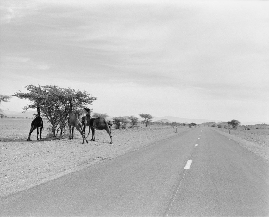 Camels grazing under a windswept tree beside a straight desert road stretching toward the horizon.
