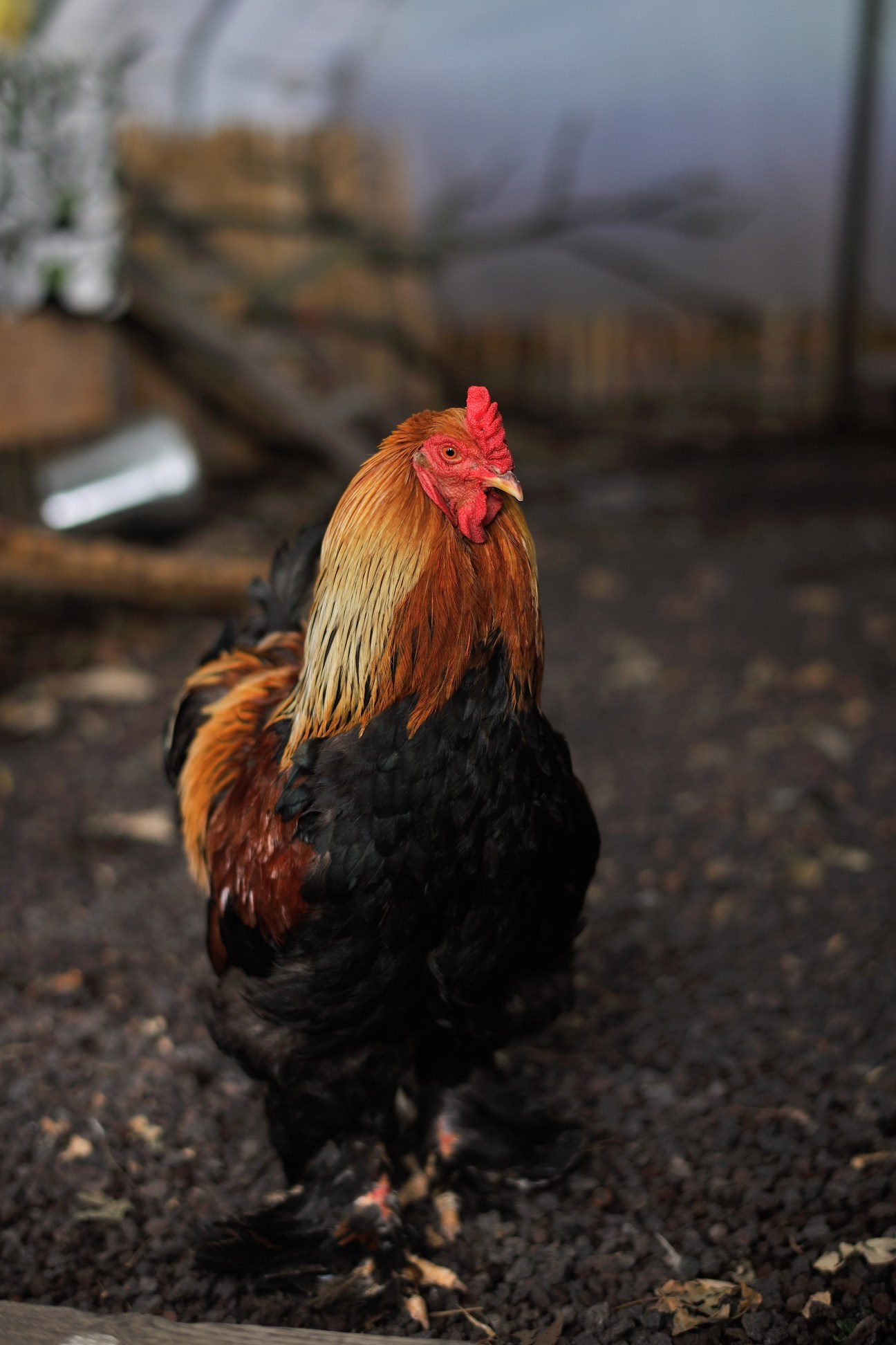 A rooster with red comb and golden-brown plumage standing in a courtyard with blurred industrial buildings behind.
