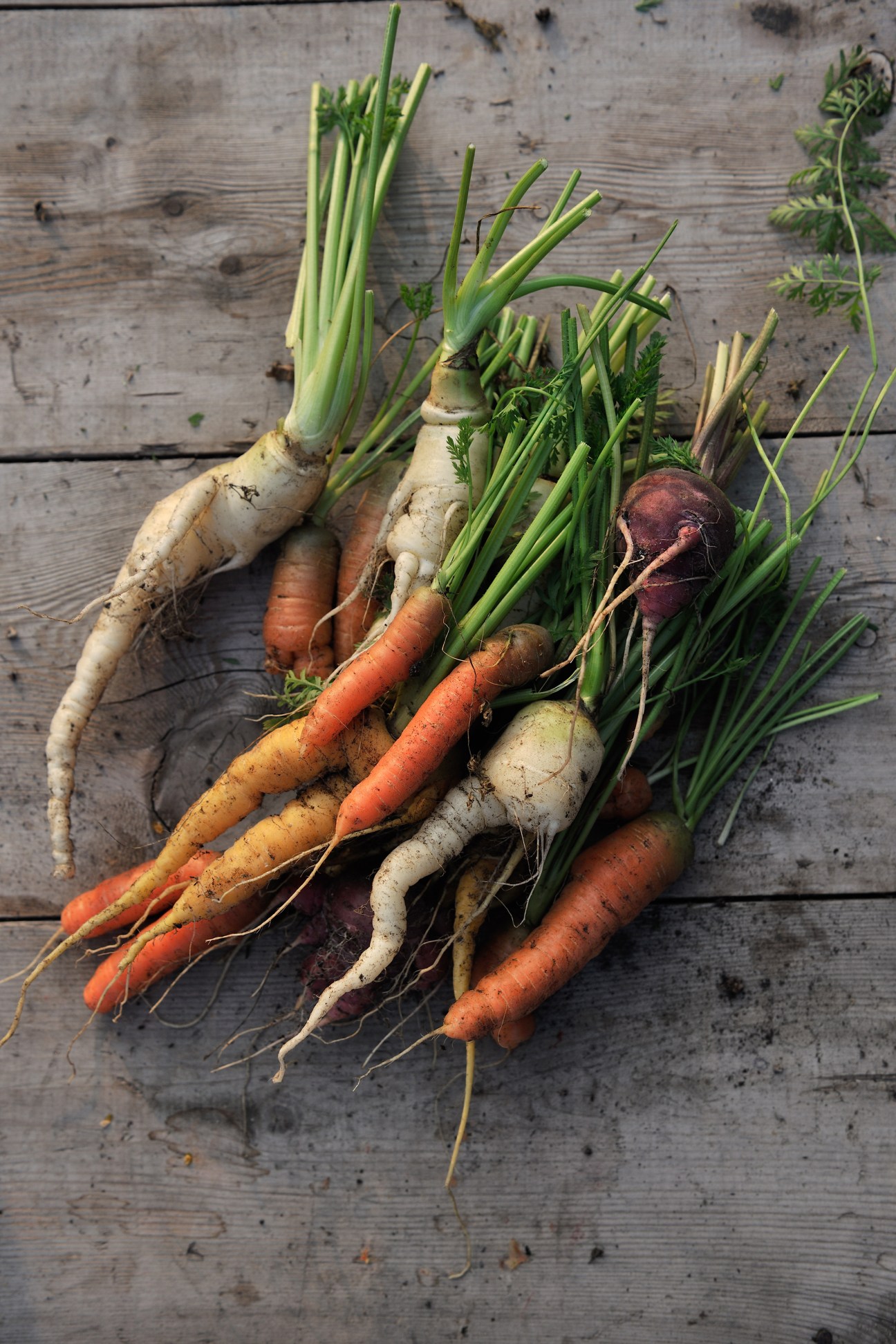 Fresh organic vegetables with green tops on rustic wooden surface