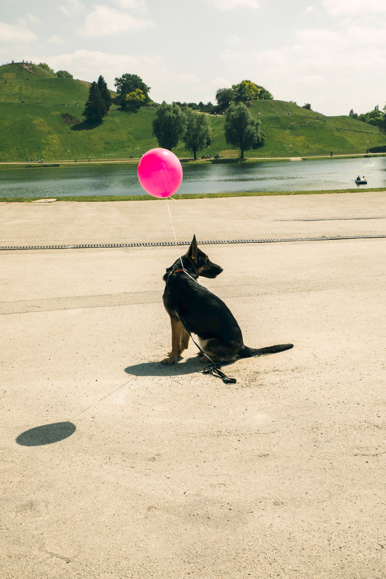 Black dog holding pink balloon on sandy beach with rolling green hills and lake in background.