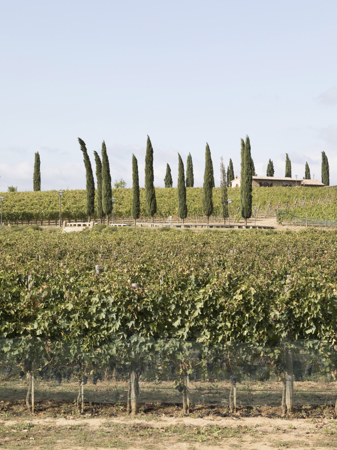 Rolling vineyards with cypress trees and a stone building in Solomeo, Italy