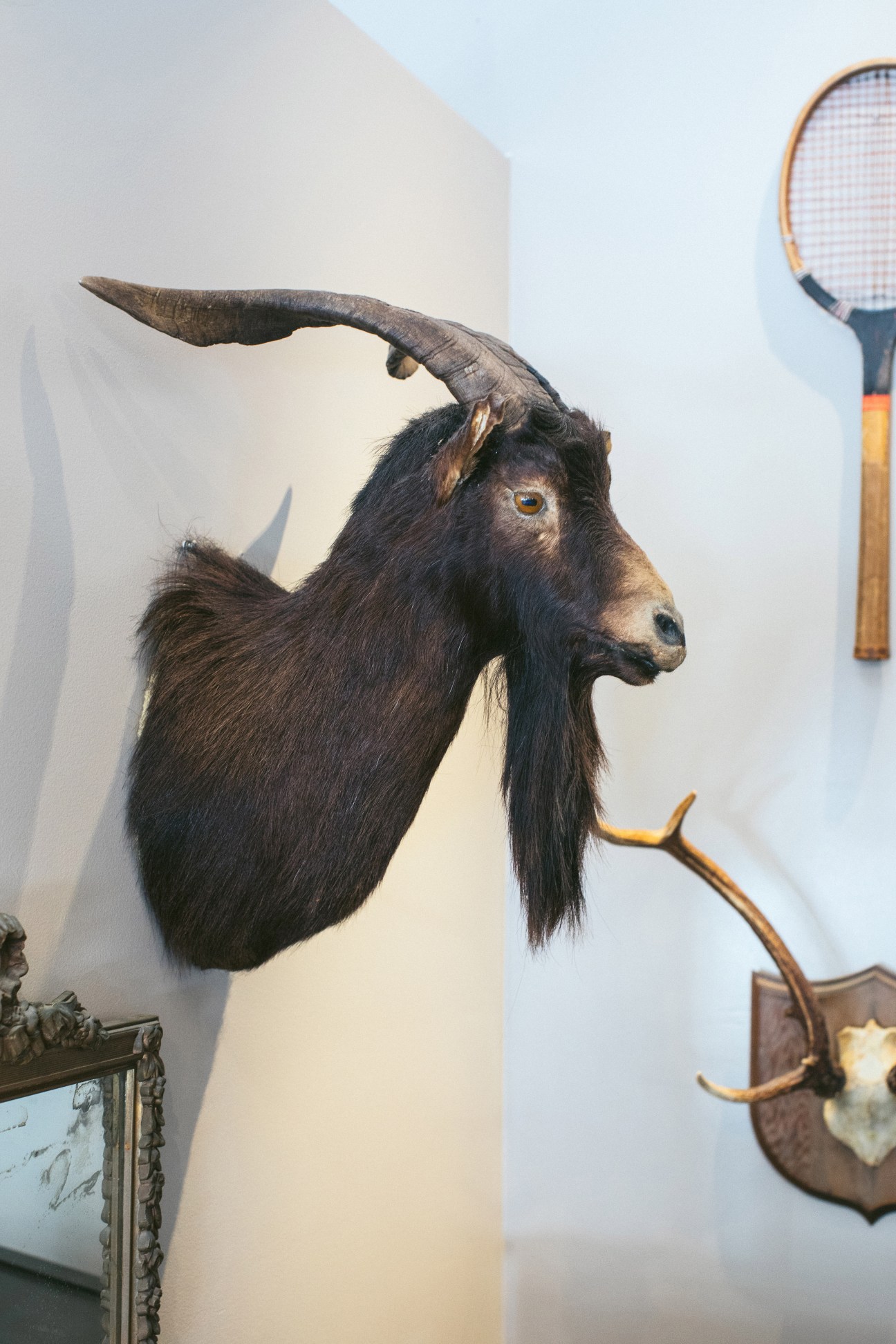 Taxidermy goat head mount with long curved horns displayed on white wall at Hound and Quail shop.