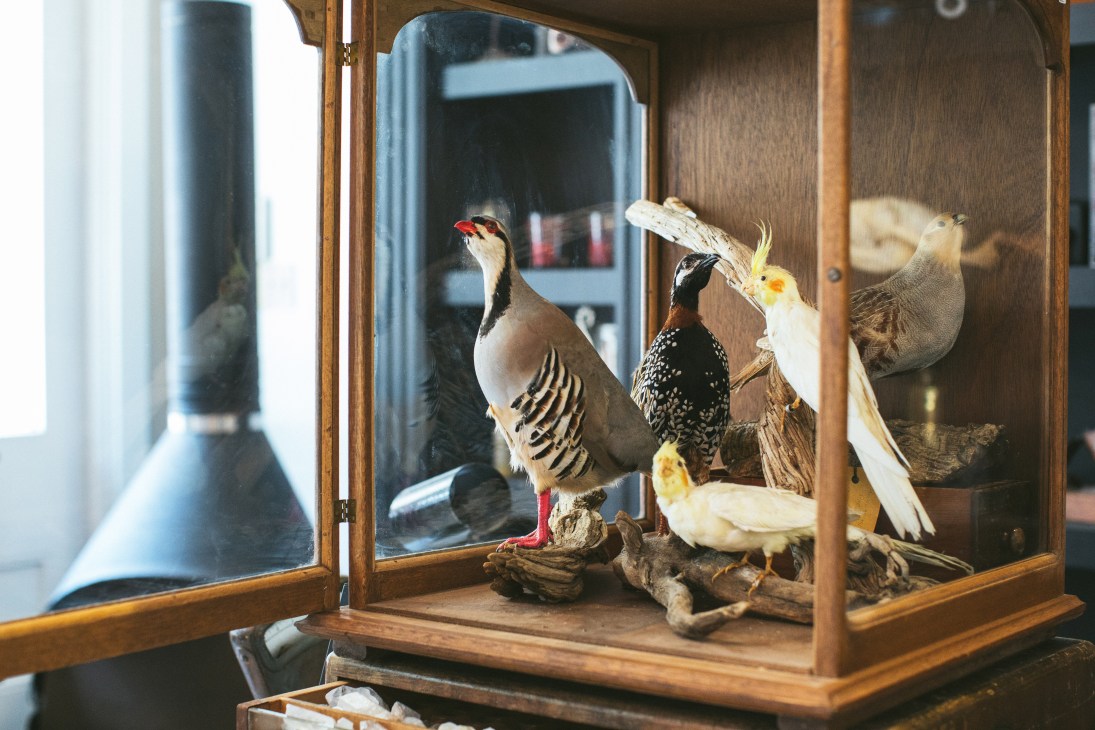 Taxidermied birds displayed in a glass-fronted wooden cabinet.